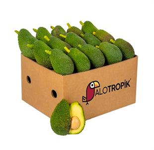 Hass Avokado 20 Adet (150gr üzeri)