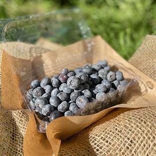 Yaban Mersini (Blueberry) 500 gr