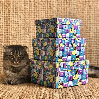 Kedi Tasarımlı 3lü Kutu