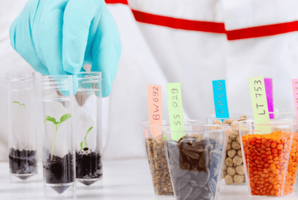 GDO’suz ve organik pamuk üretimi