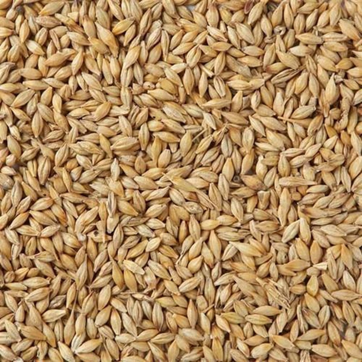 5 kg Pilsen maltı