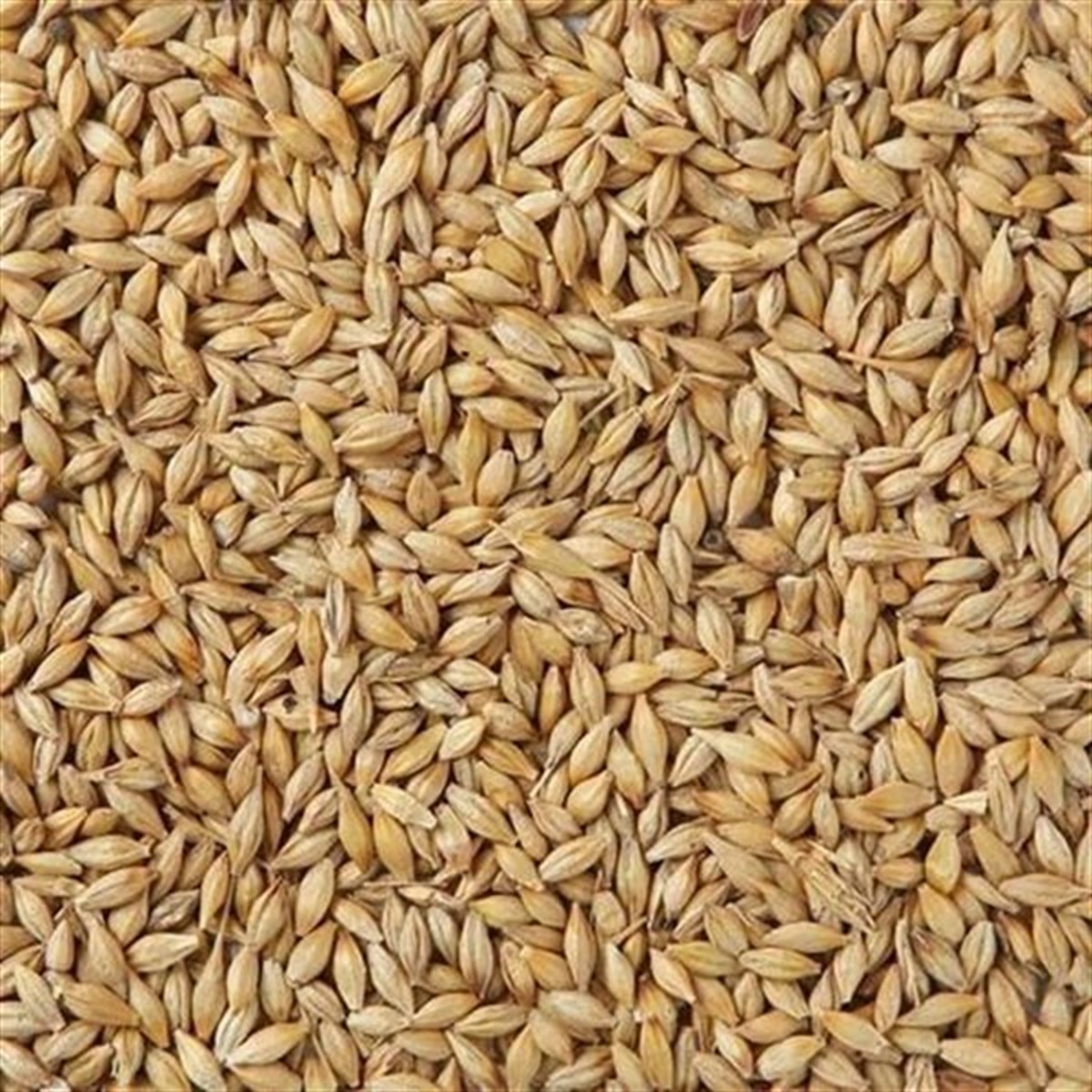 5 kg Pilsen maltı