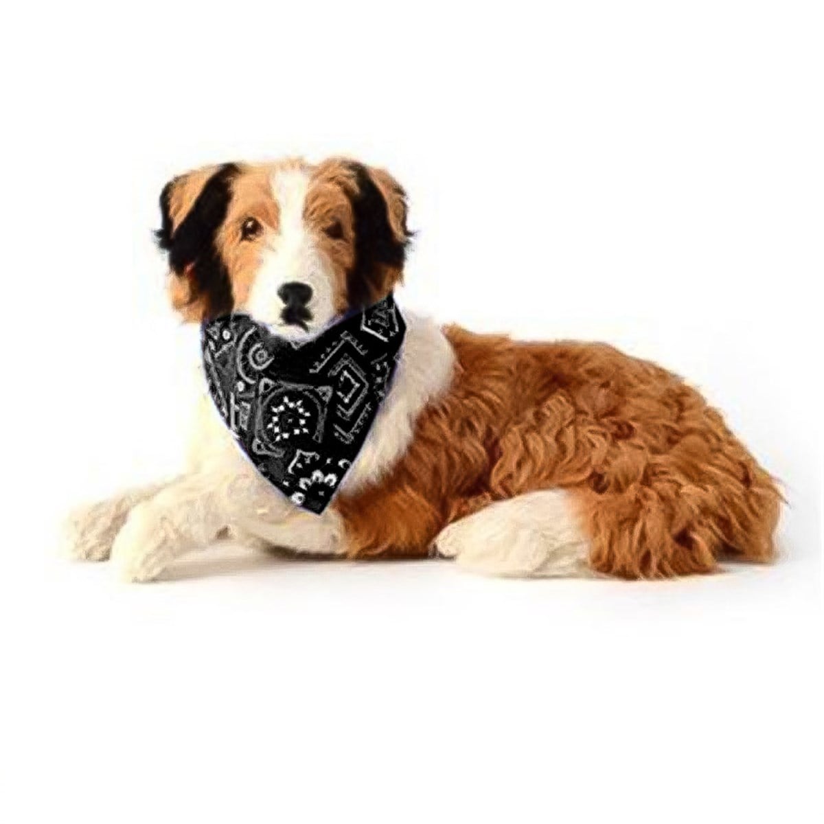 Lionpet Fularlı Köpek Tasması 20 - 35 Siyah
