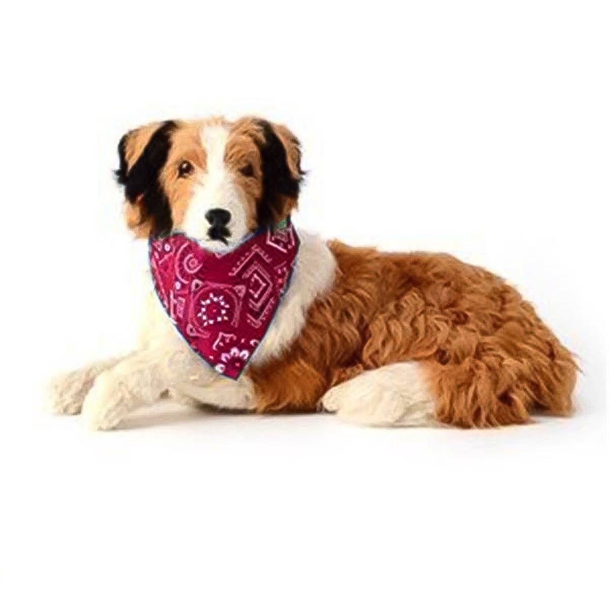 Lionpet Fularlı Köpek Tasması 25 - 48 Kırmızı