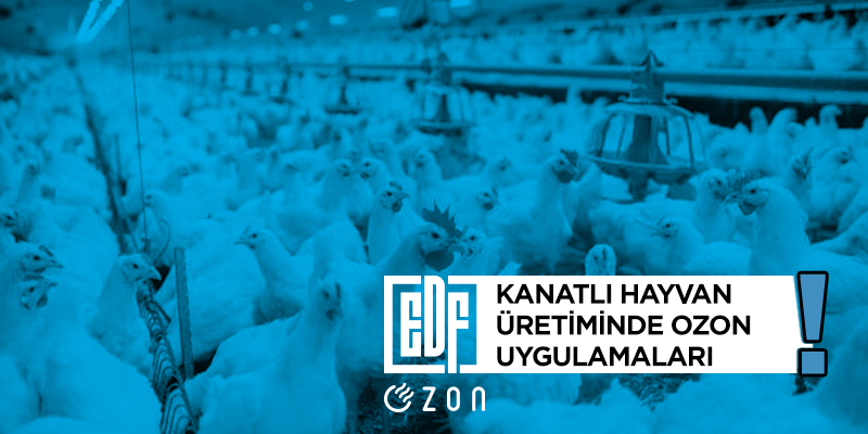 ozon jeneratörü, tavuk çiftliği, ozon kullanımı, dezenfektan, kanatlı hayvan, su sterilizasyonu
