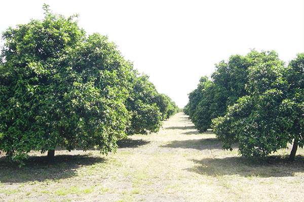 Portakalın Kısa Tarihi ve Finike Portakalı'nın Ayırt Edici Özellikleri