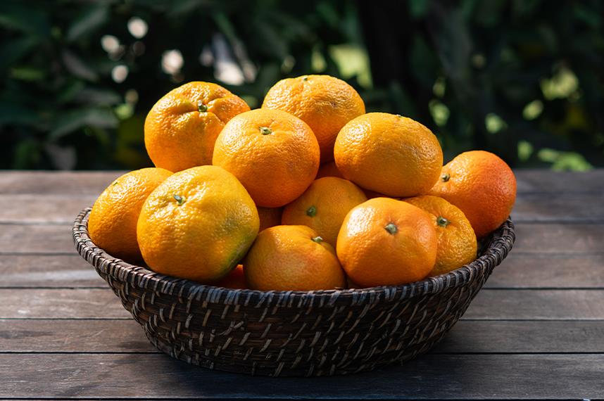 Satsuma Mandalina