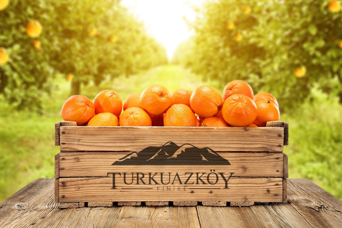 Sıkmalık Yazlık Portakal