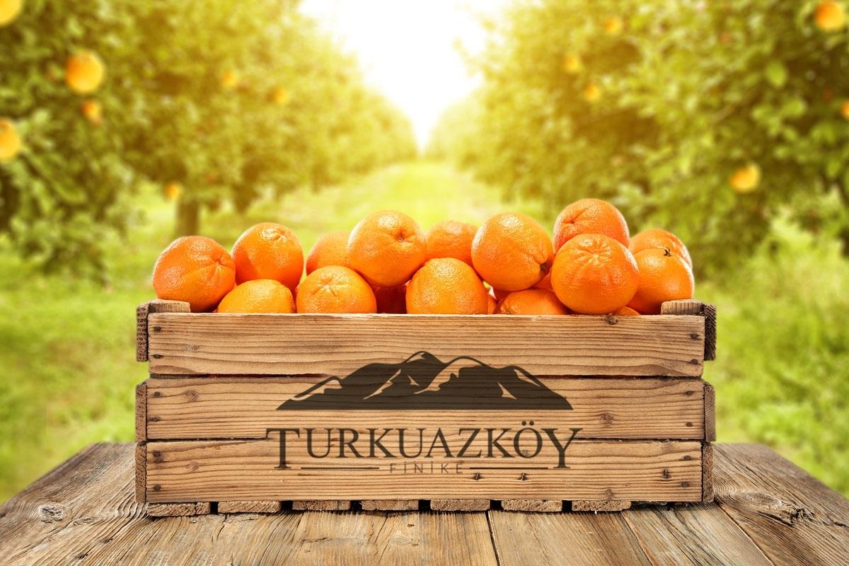 Yazlık Portakal