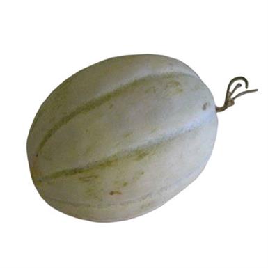 Kavun Biga Kg