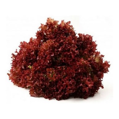LOLO ROSSO ADET