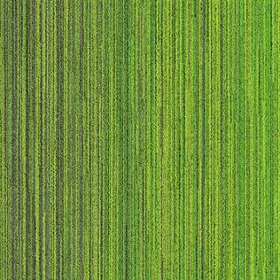 APOLLO 4C KEÇE TABAN KARO HALI