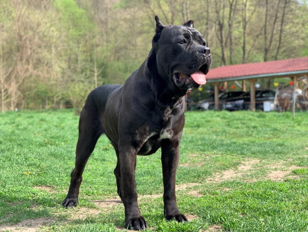 Cane Corso: Güçlü ve Sadık Bir İtalyan Köpeği