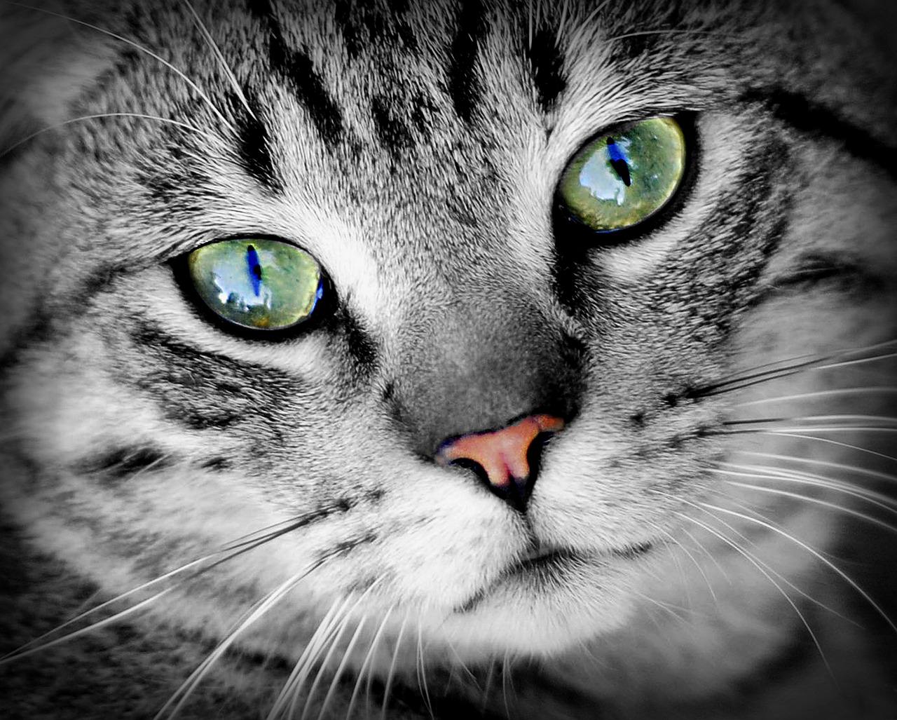 Kedilerde Sık Görülen Göz Problemleri ve Tedavileri