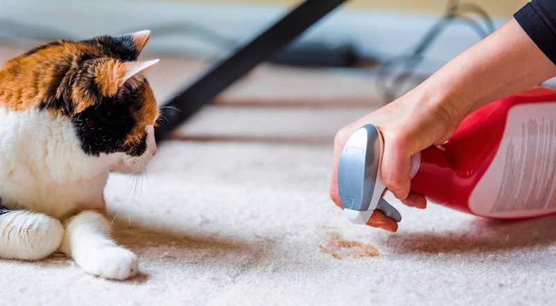 Kedilerin Koku Bırakması Nasıl Önlenir | Veteriner Hekim Malzemeleri