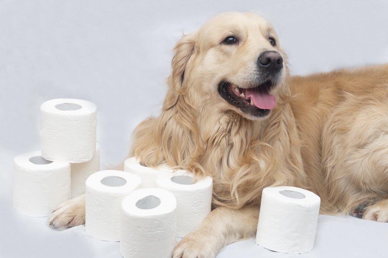 Köpek Tuvalet Eğitimi Nasıl Verilir? | medikal.VET