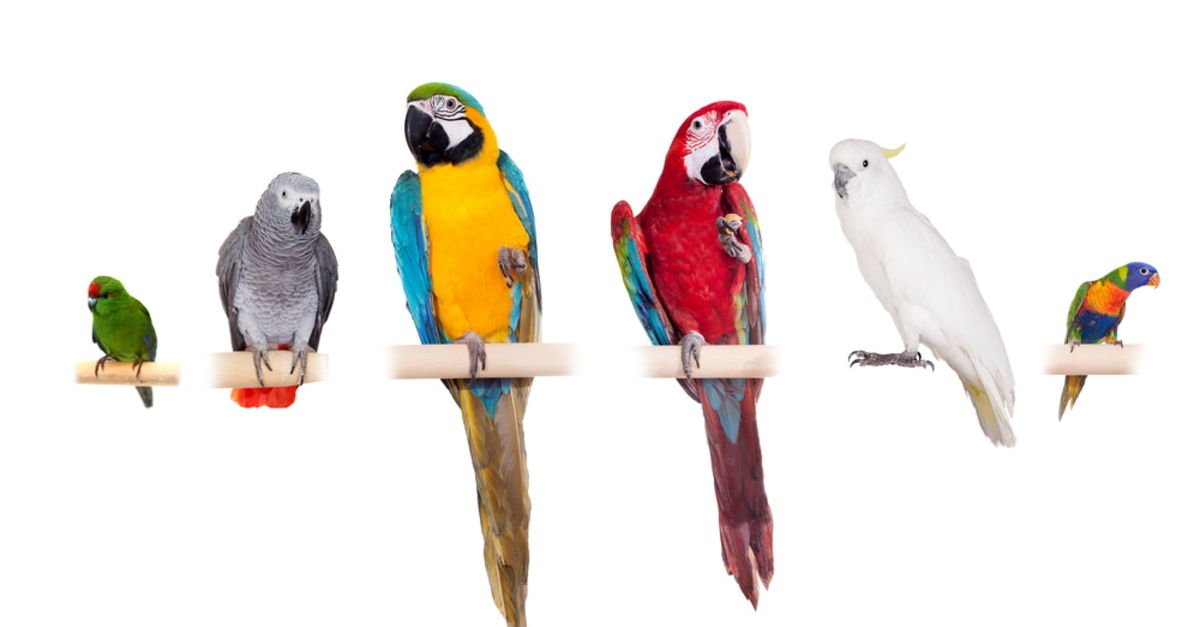 Papağan Türleri, Cinsleri ve Özellikleri Nelerdir?