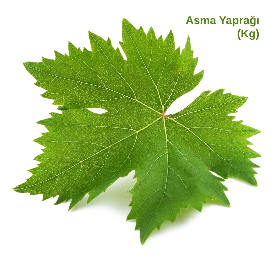 ASMA YAPRAK * KG ( TAZE )
