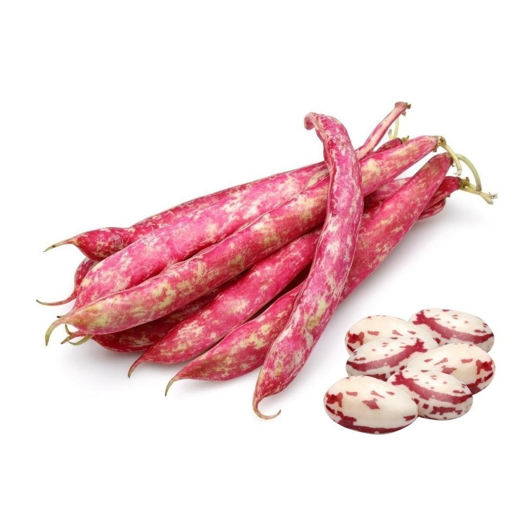 FASÜLYE BARBUNYA TAZE