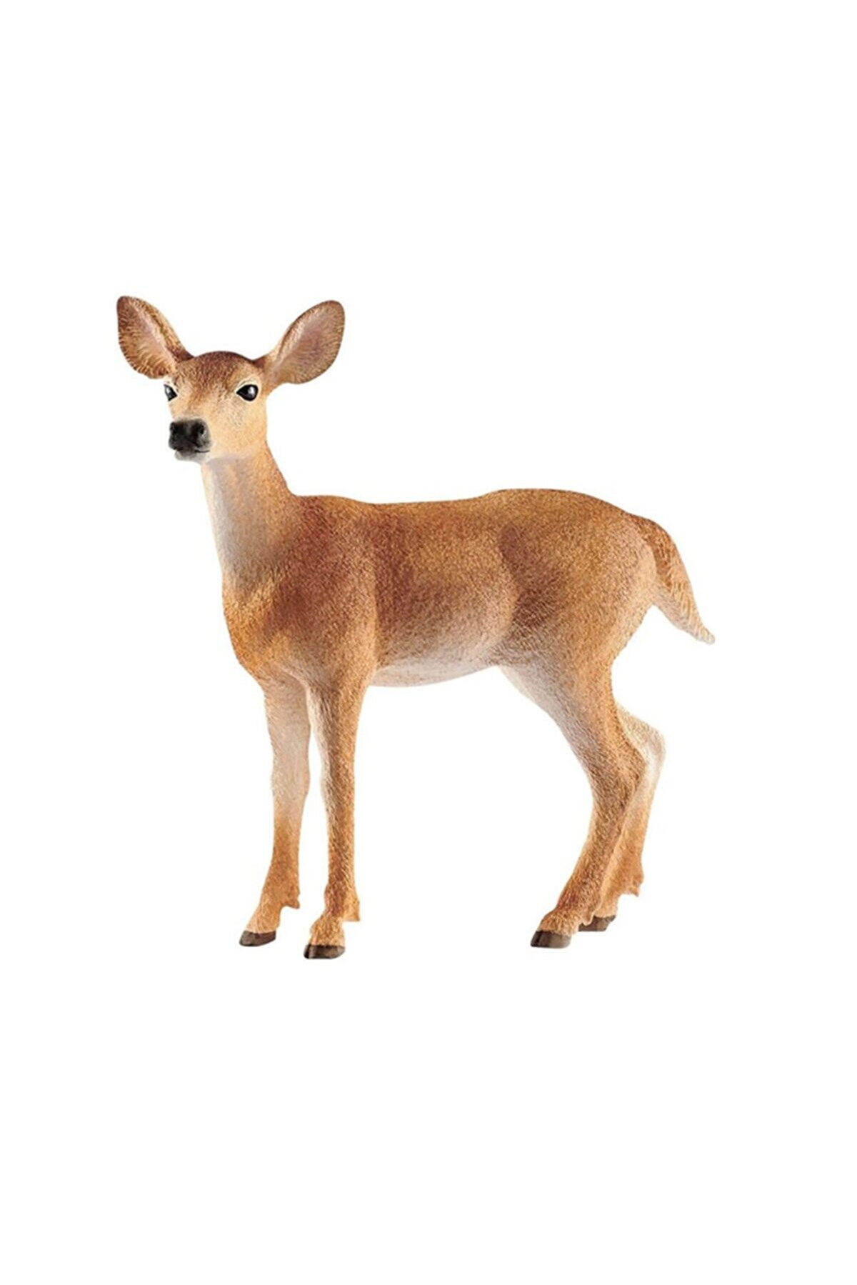 Beyaz Kuyruklu Karaca