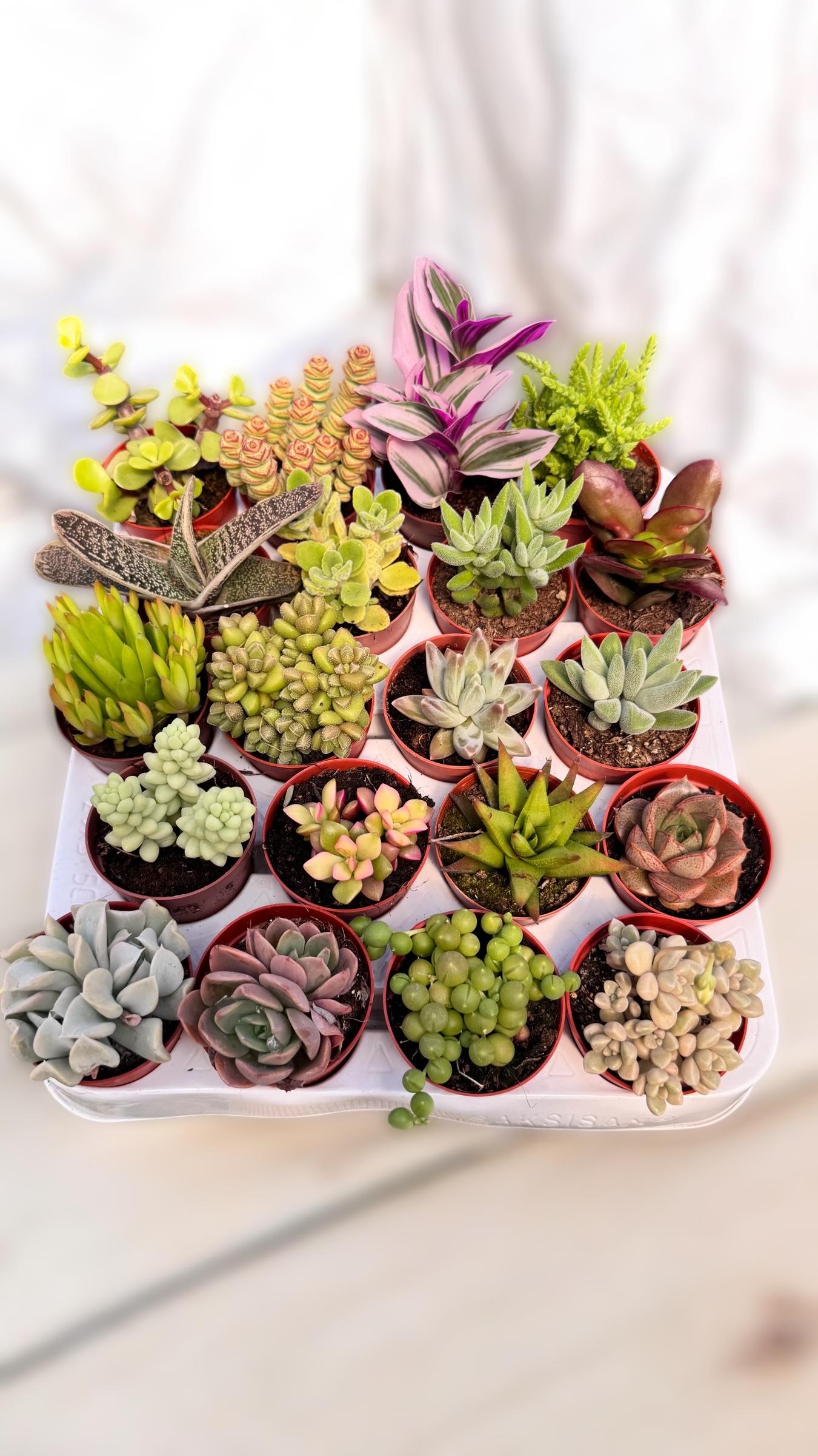 20 li Sukulent Set