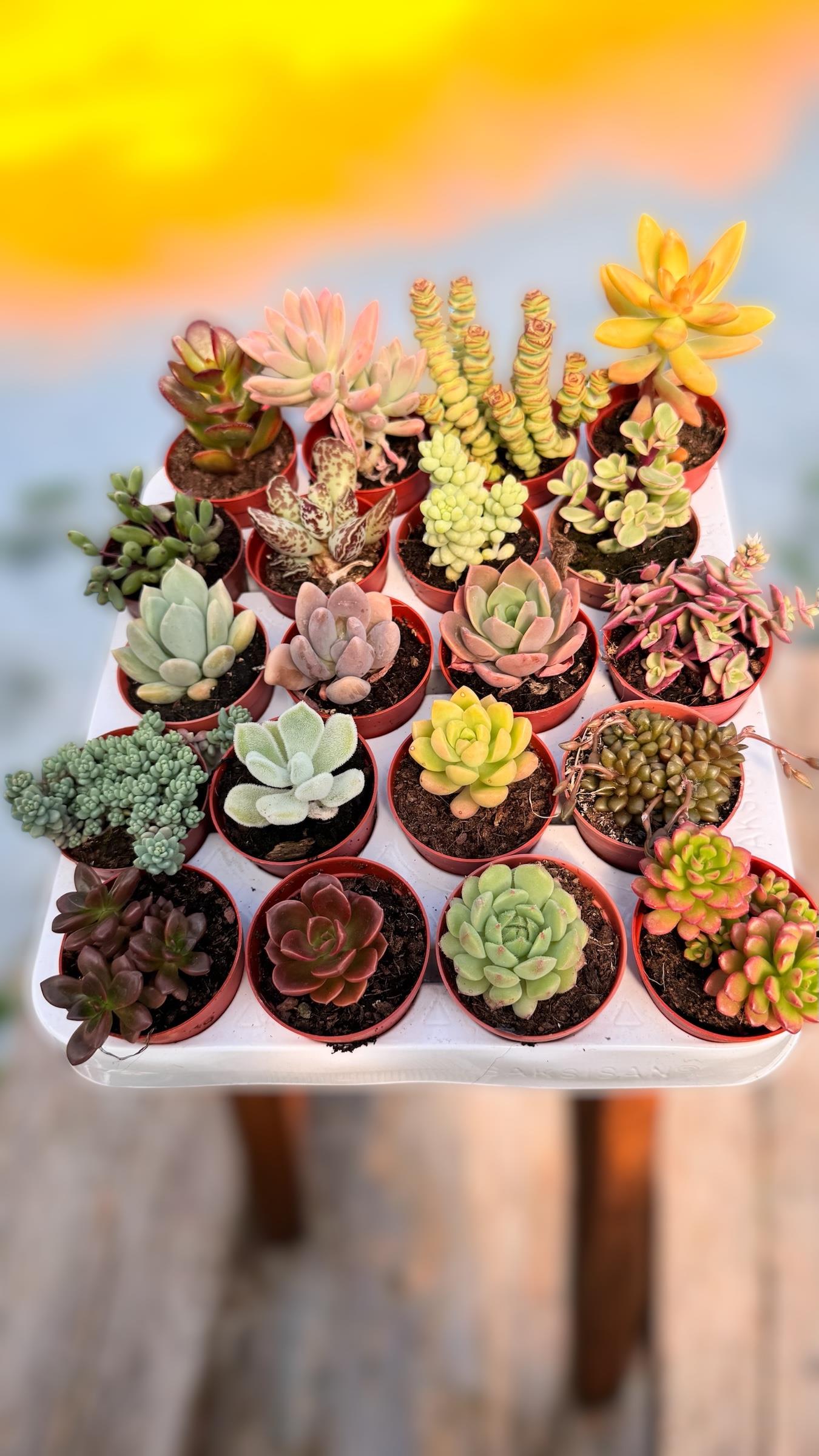 20 li Sukulent Set