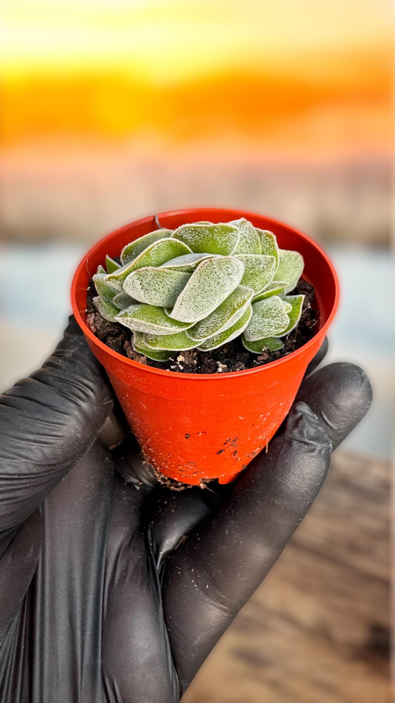 Crassula Falcata Sukulent