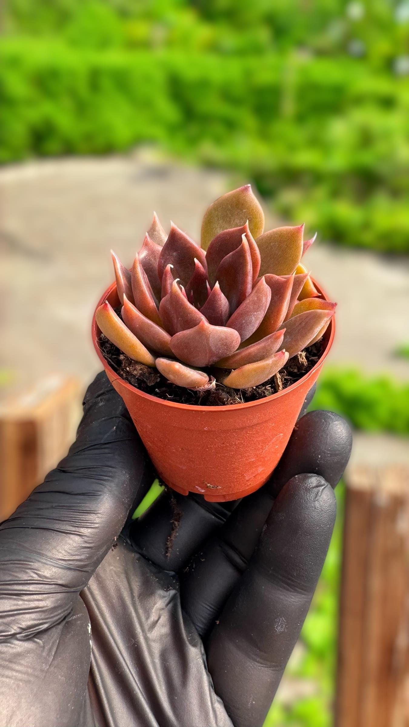 Echeveria Black Prince Sukulent