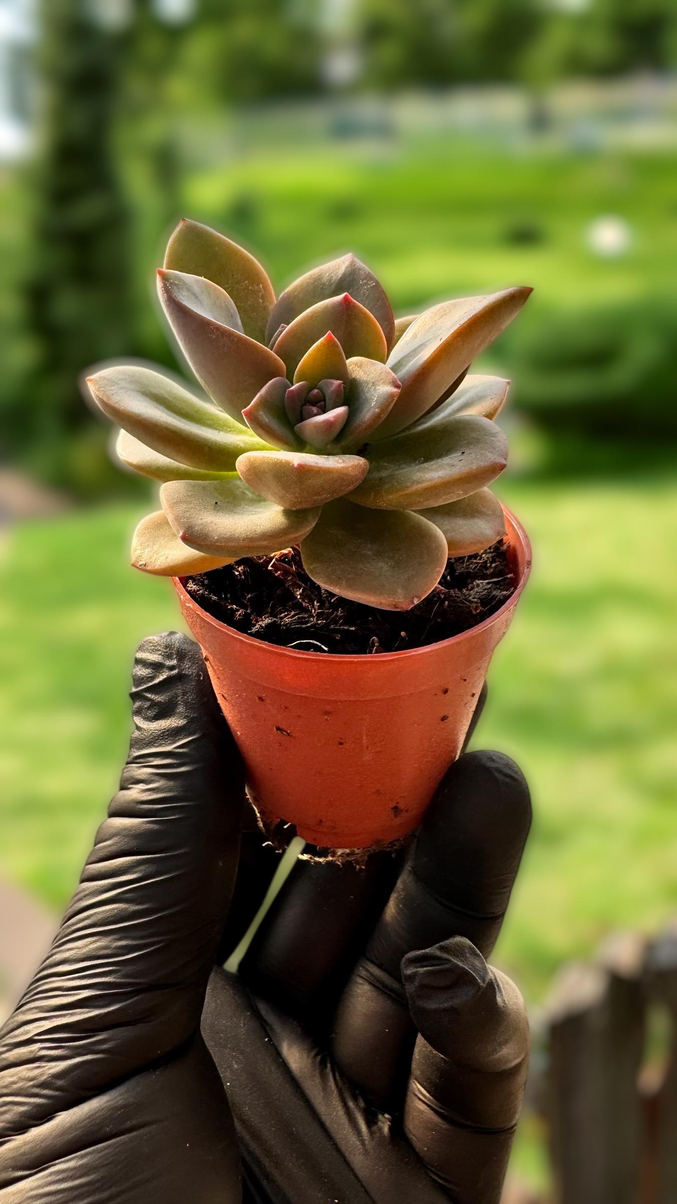 Echeveria Chroma Variegata Sukulent