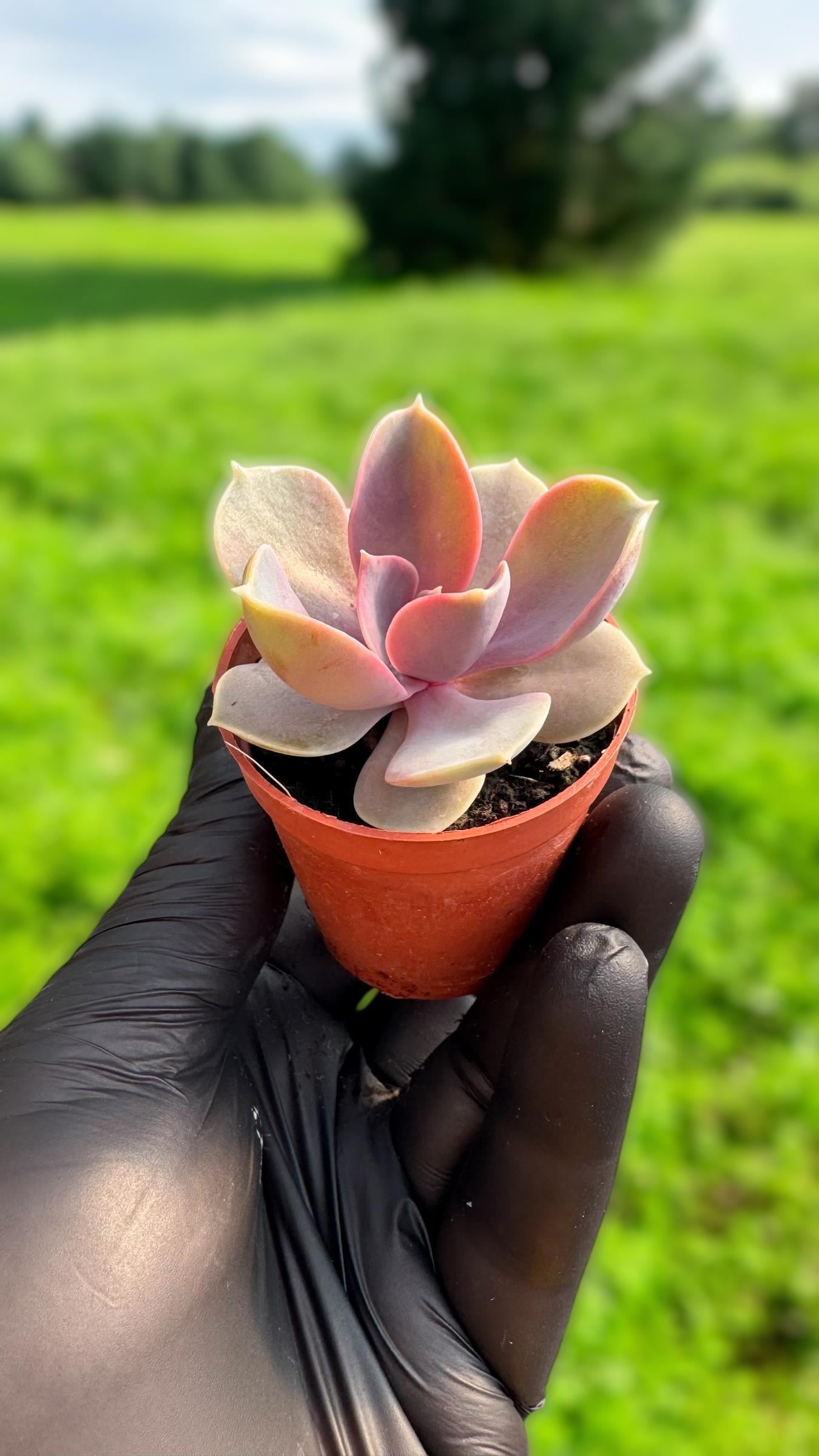Echeveria Perle Sukulent