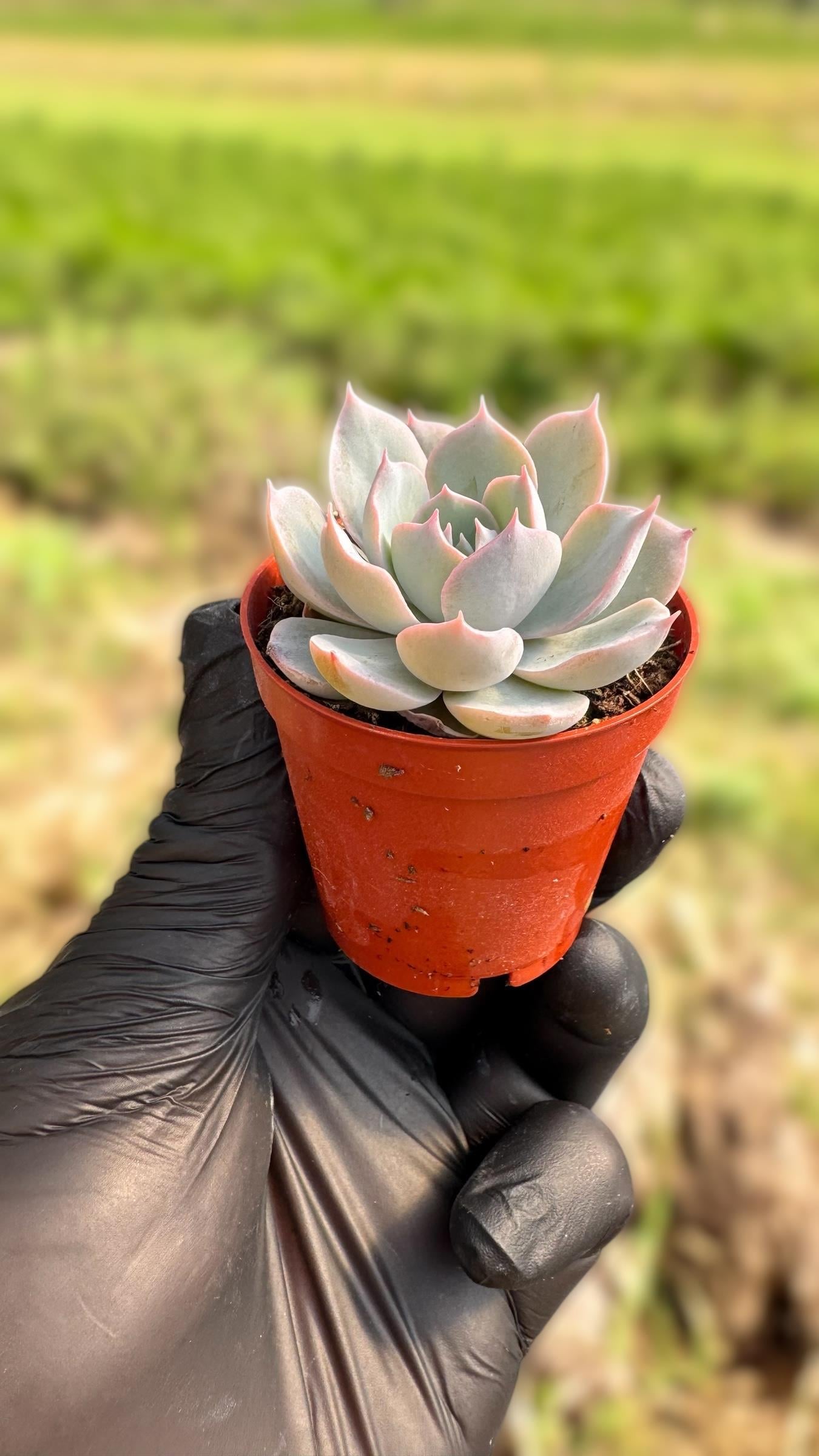Echeveria Subsesslis Sukulent
