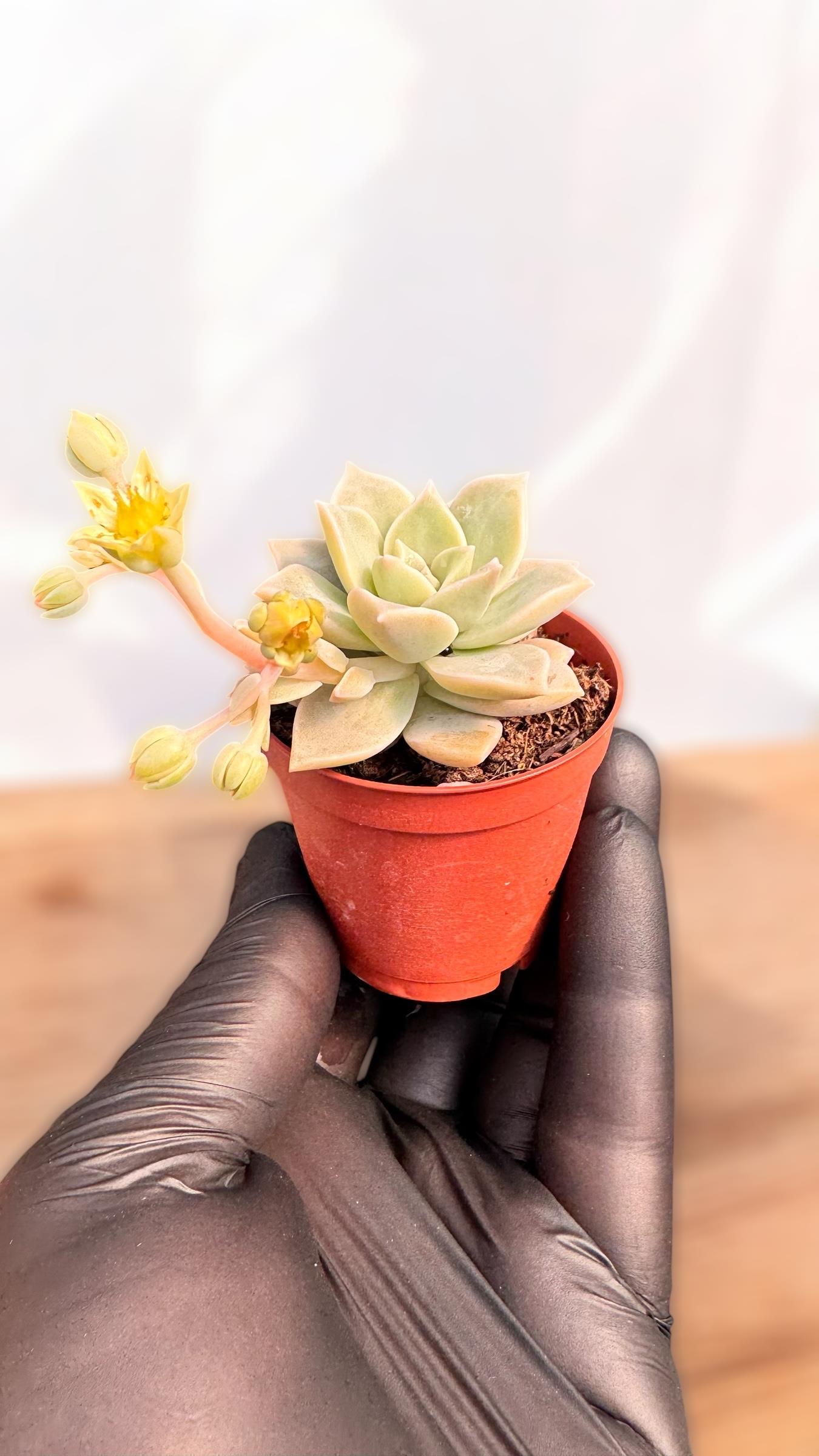Graptopetalum Bernalense Sukulent