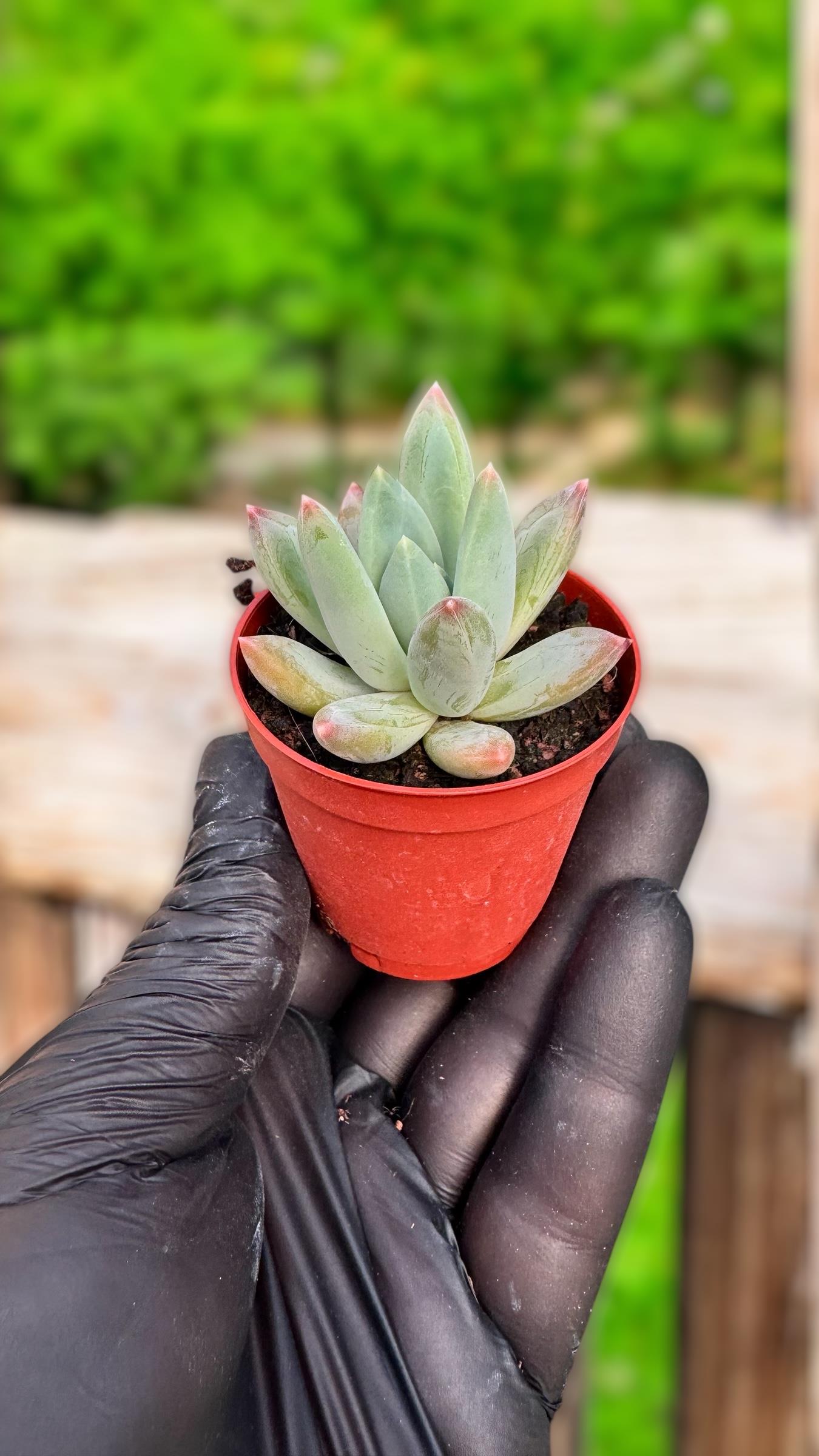 Pachyphytum Hookeri Sukulent