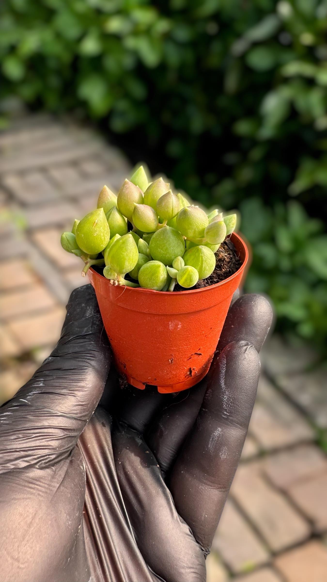 Tesbih Çiçeği Oval Taneli Sukulent