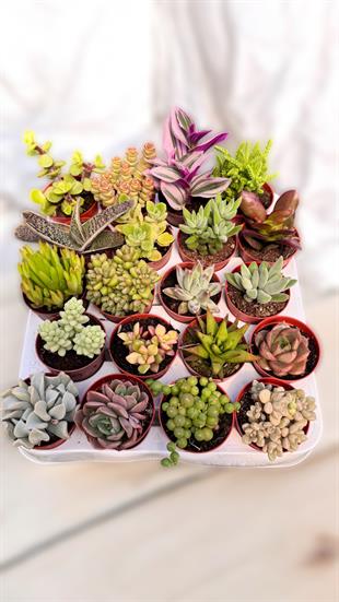 20 li Sukulent Set