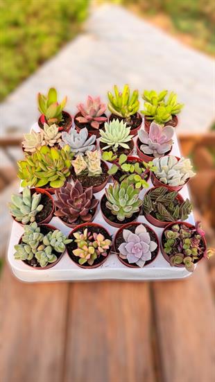 20 li Sukulent Set