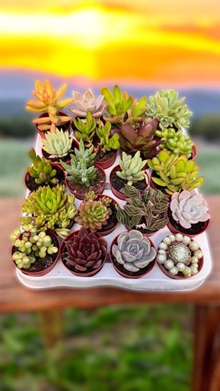 20 li Sukulent Set