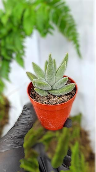 Crassula Jade Mesembryanthe Moides Sukulent