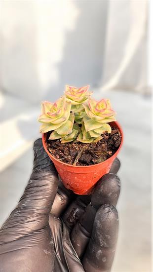 Crassula Margineta Variegata Sukulent