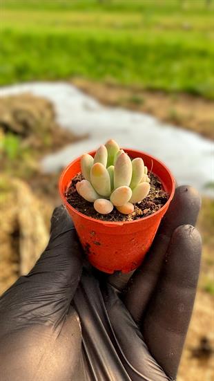 Echeveria Powderpuff Sukulent