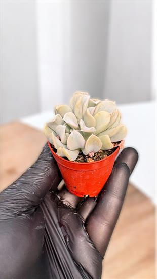 Echeveria Runyoni Topsy Sukulent