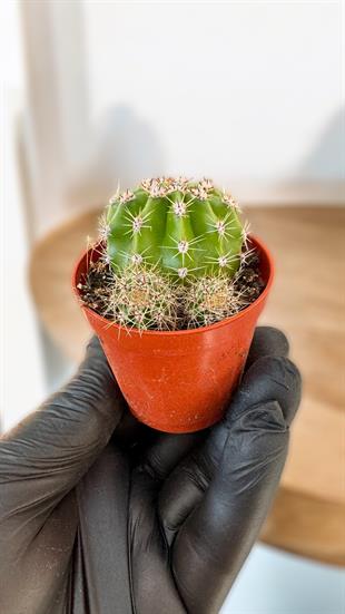 Echinopsis Oxyona Cactus