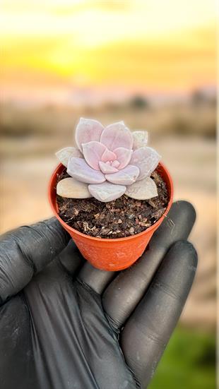 Graptopetalum Superburn Sukulent
