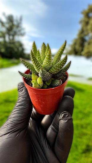 Haworthia Enon Sukulent