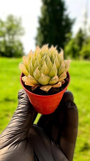 Hawortia Cymbiformis Sukulent