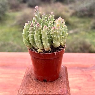 Leş Kaktüsü Cactus