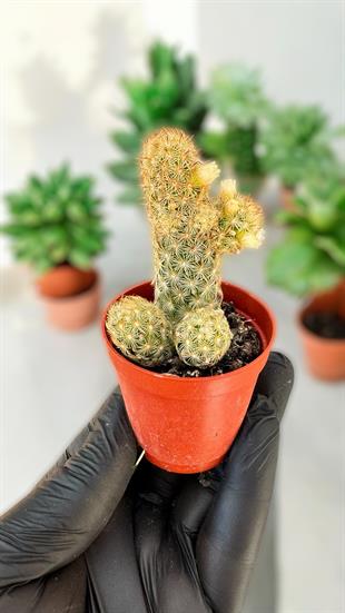Mammillaria Elongata Fildişi Kaktüs