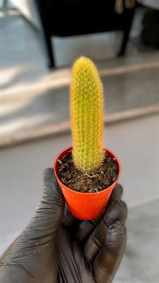 Maymun Kuyruğu Hildewintera Aureispina Kaktüs