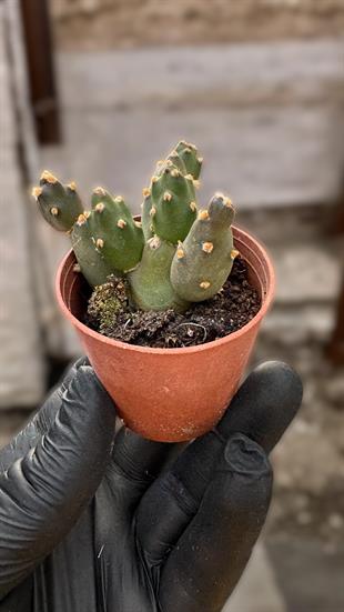 Opuntia Canterae Kaktüs