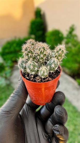 Opuntia Grusonia Pulhella Kaktüs